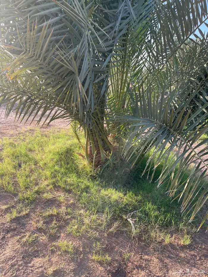 فسايل خلاص كبيره 1