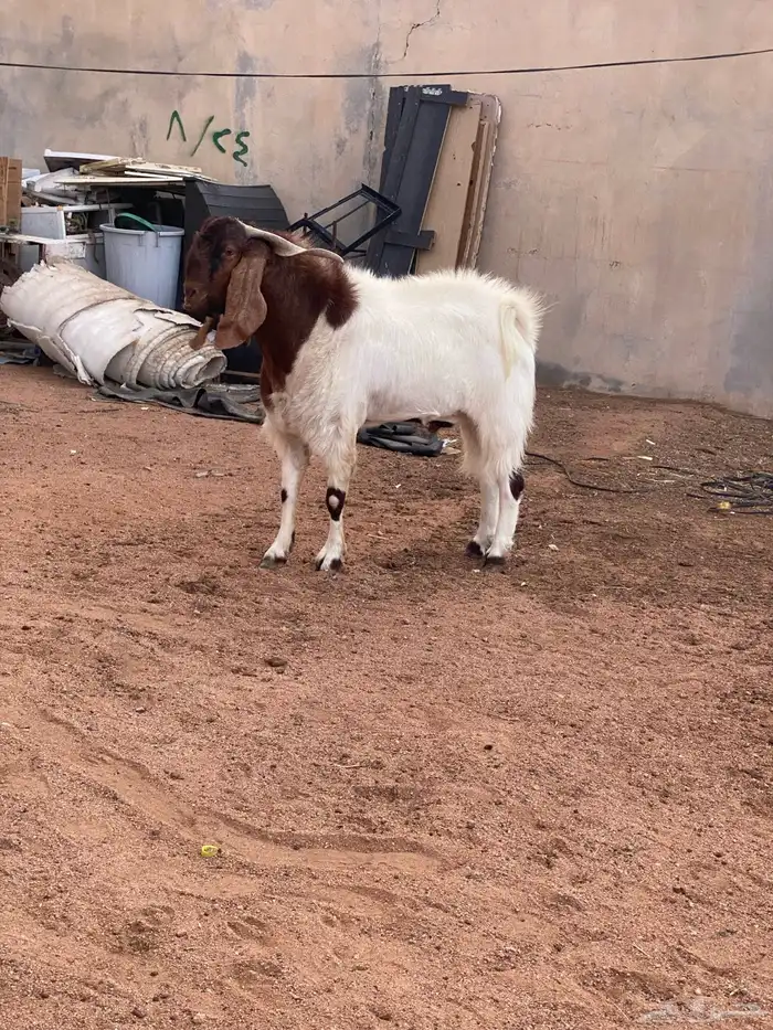 تيس فحل العمر رباع 2
