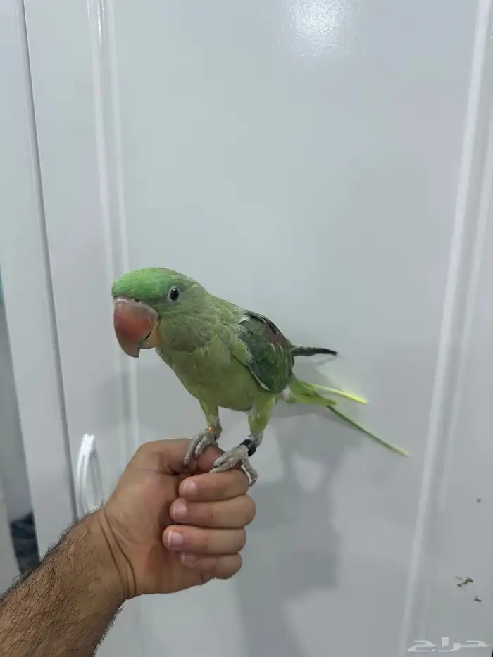 للبيع درة نيبالية 0