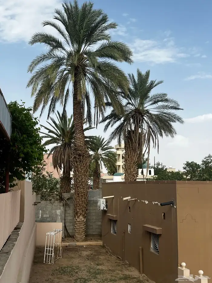 نخلتين بدون مقاب ل 0