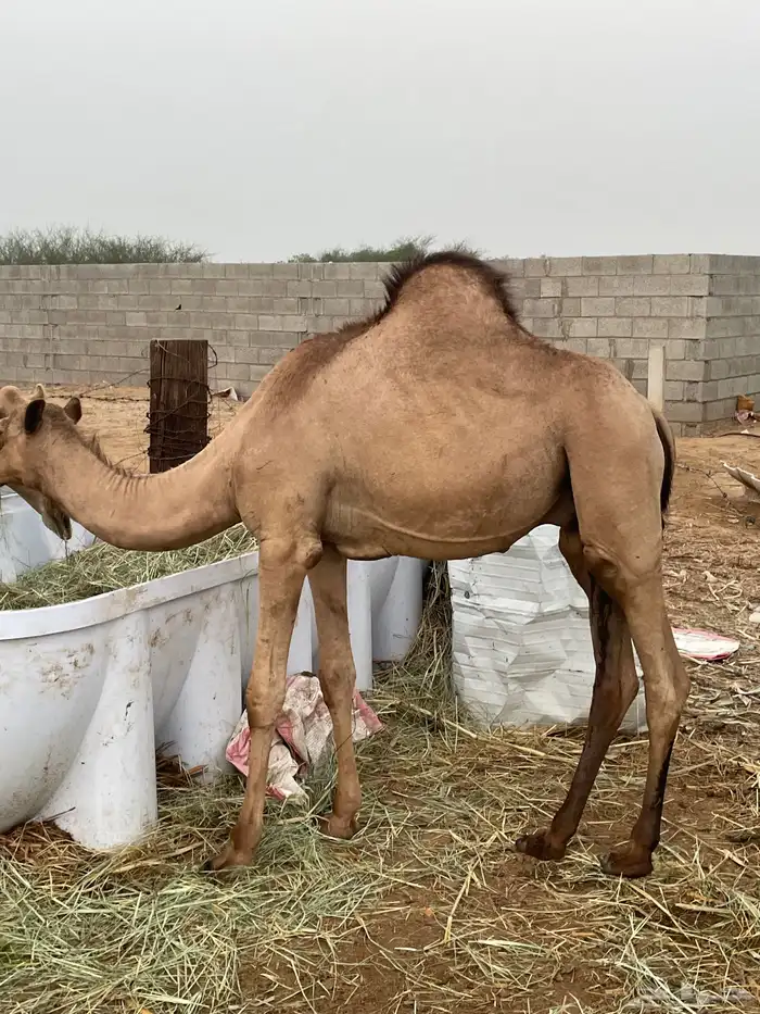 قعودين للبيع 1