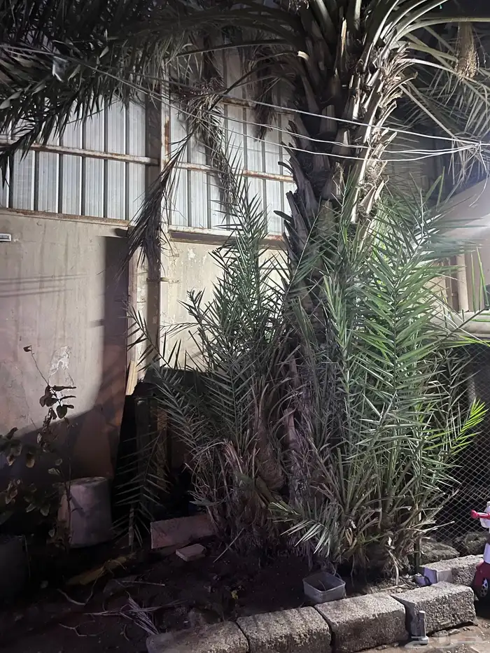 فروخ نخل شيشي 0