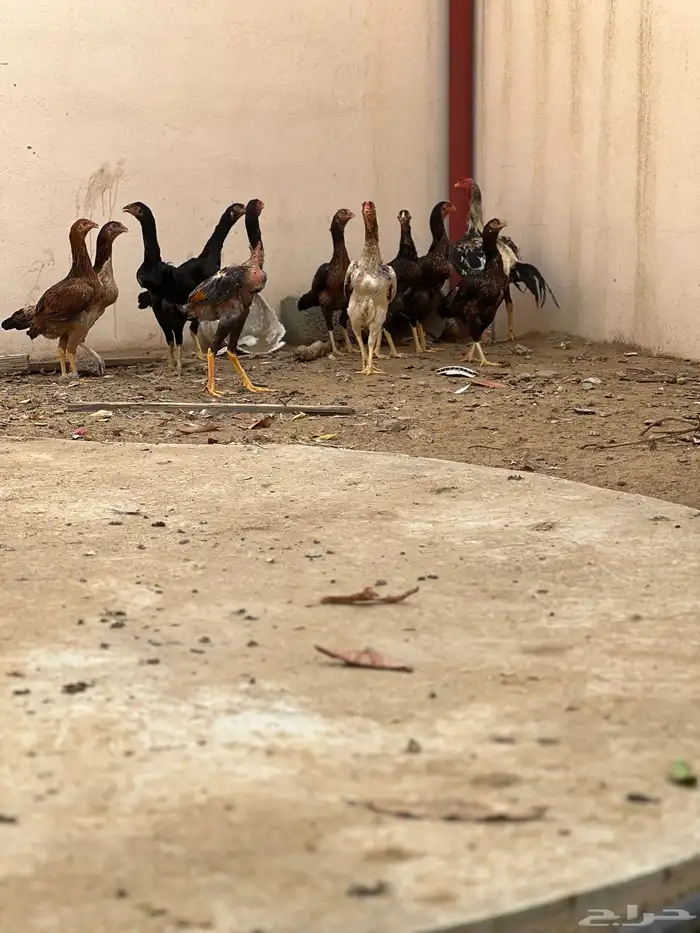 دجاج بكستاني 7