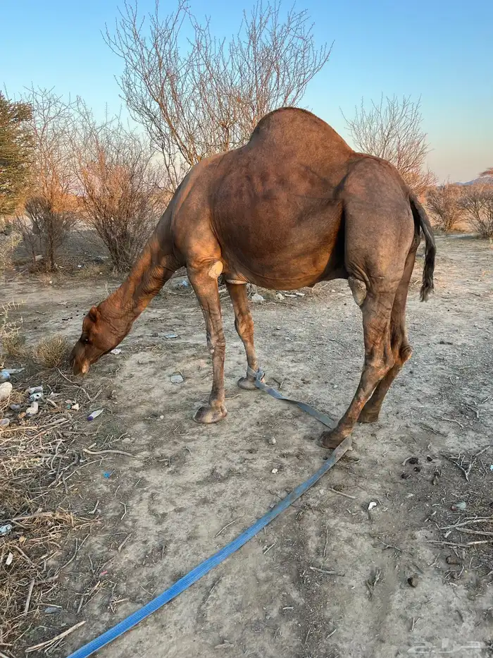 للبيع جمل مشروط 4