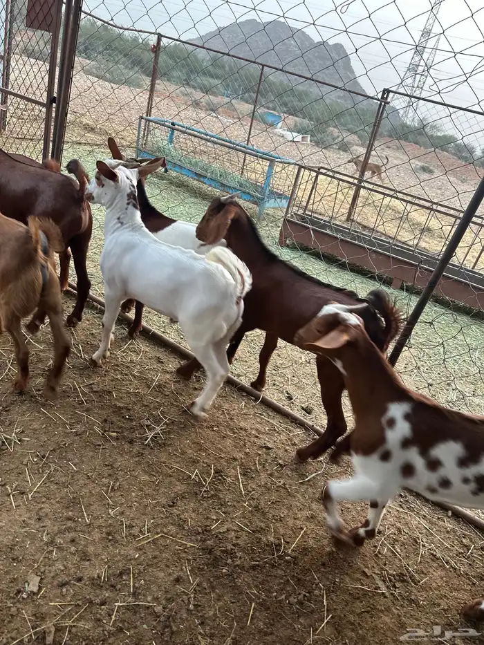 تيوس مندي سمان 5