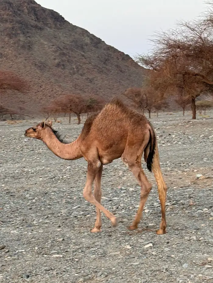 بكرتين للبيع 1