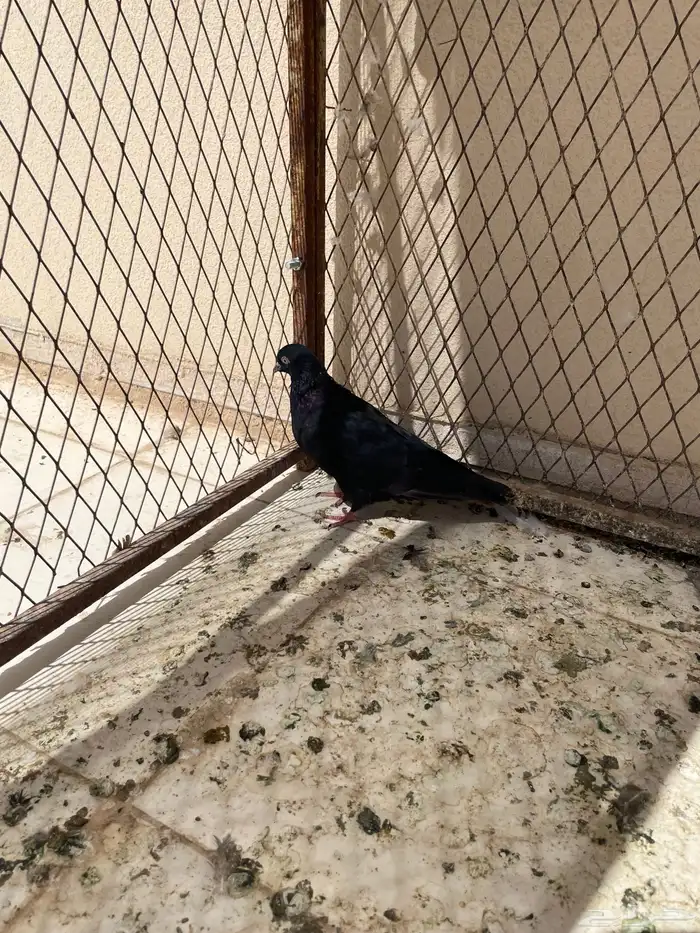 حمام قطايف 5