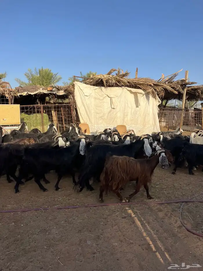 للبيع معزا مراح 1