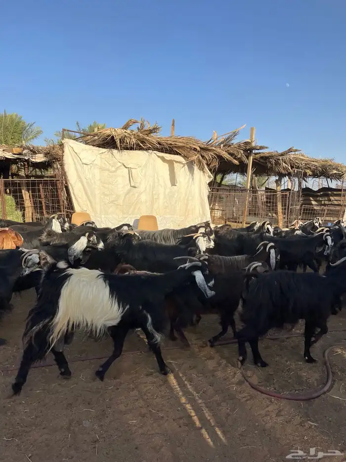 للبيع معزا مراح 2