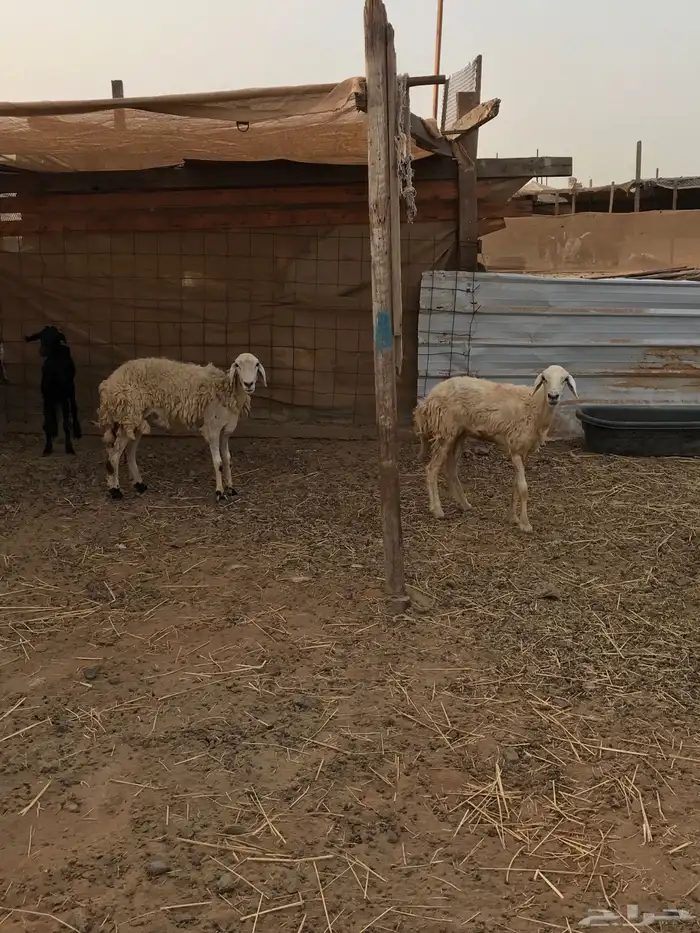 ضان ثنيه للبيع تم البيع 3