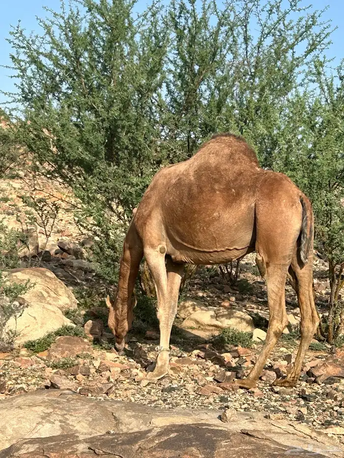 ناقه عادي البيع 6
