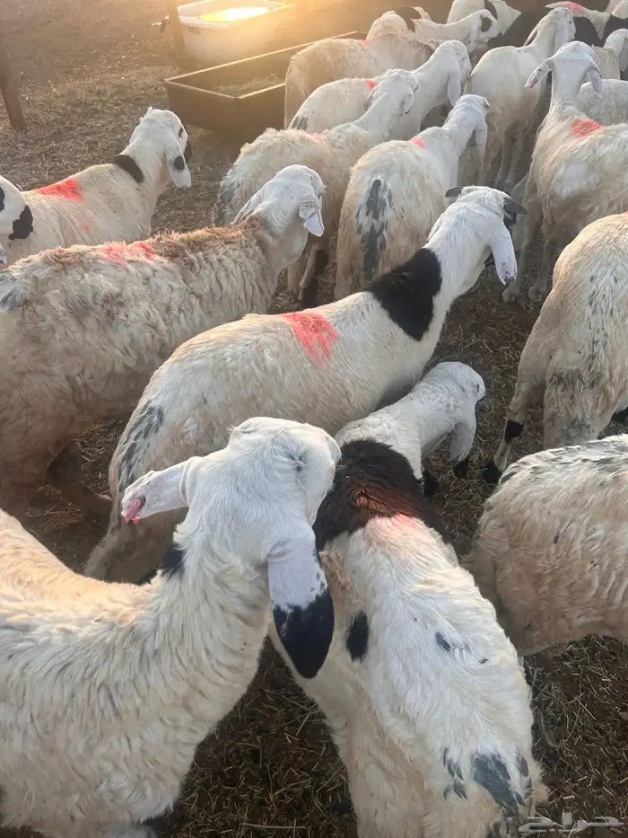 سواكن بيض 3