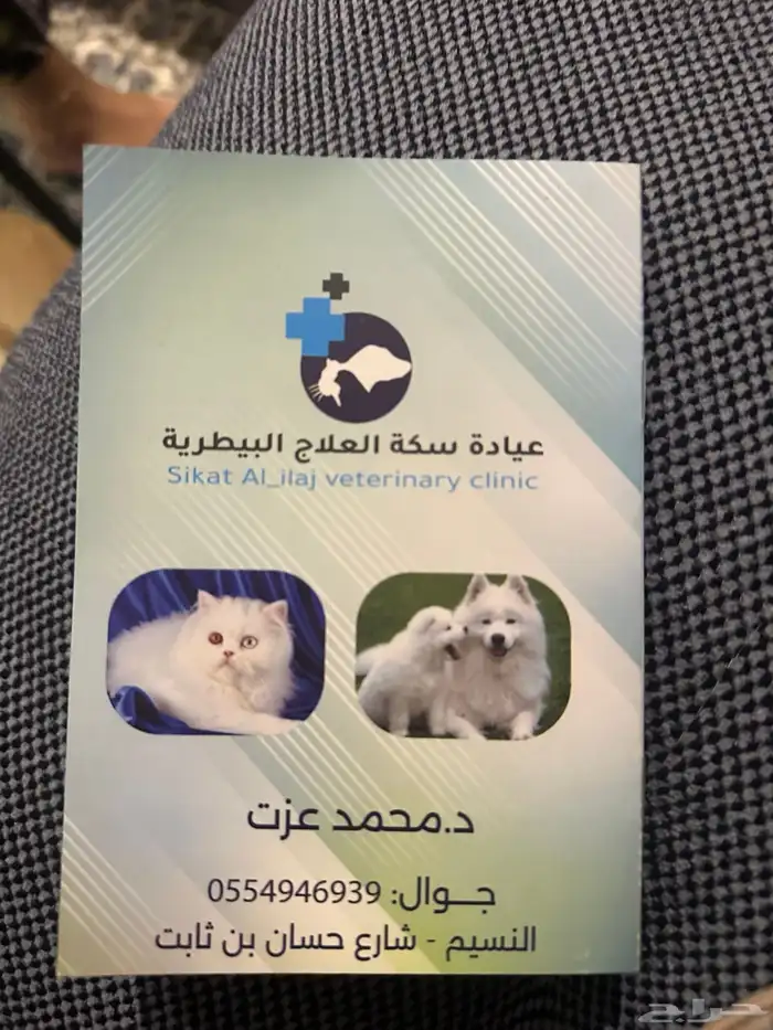 قطط تبني 3
