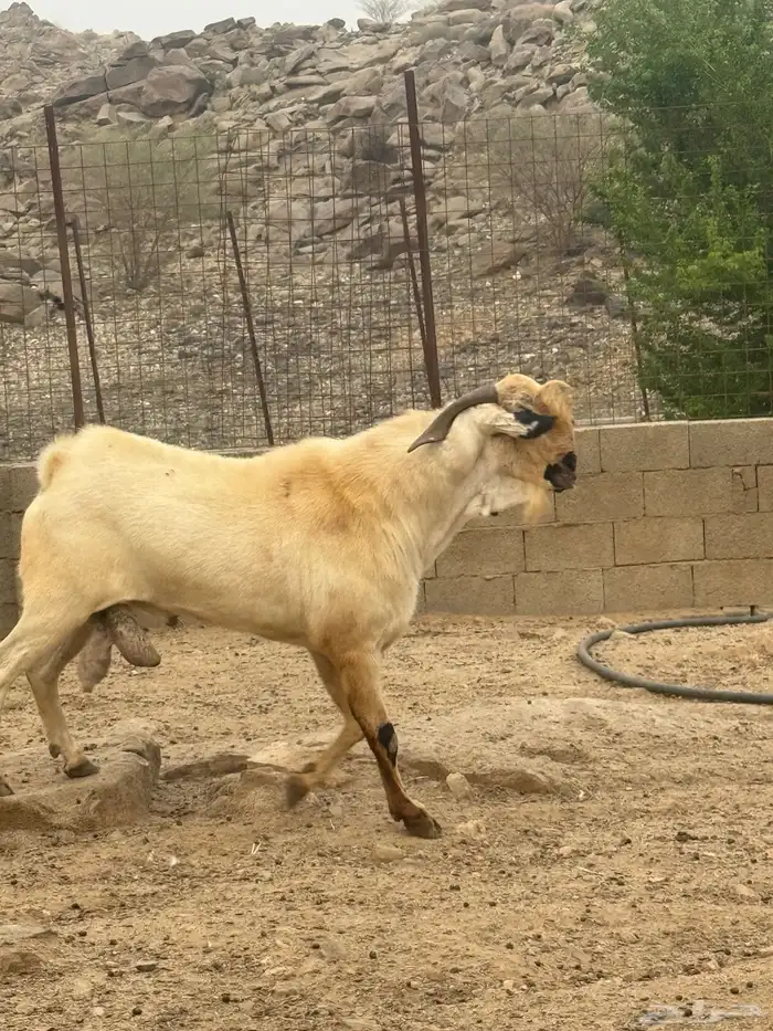 تيس بيشي صنف العمر 3 سنوات حار جدا في الضراب والكتاب واضح م 6