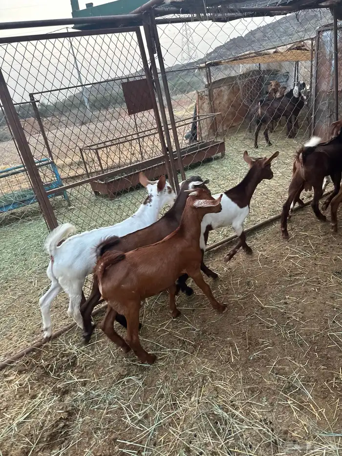 تيوس مندي سمان 7