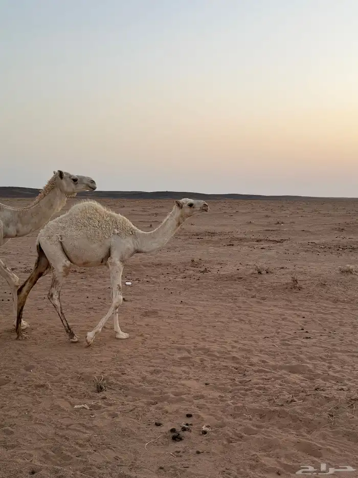 قعود 1