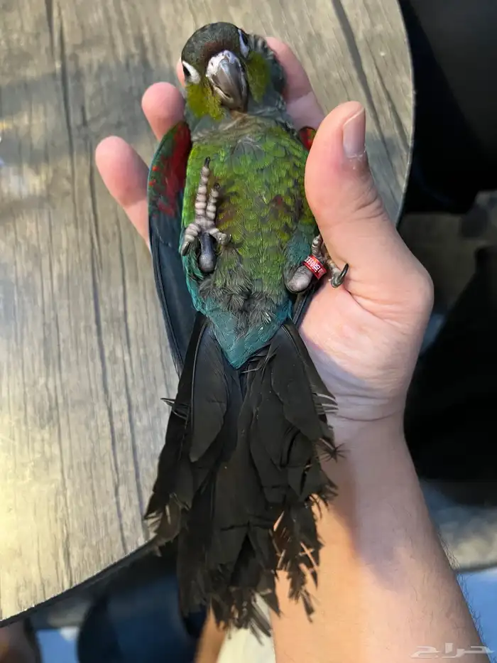 كريمسون كنيور (ذكر) 1