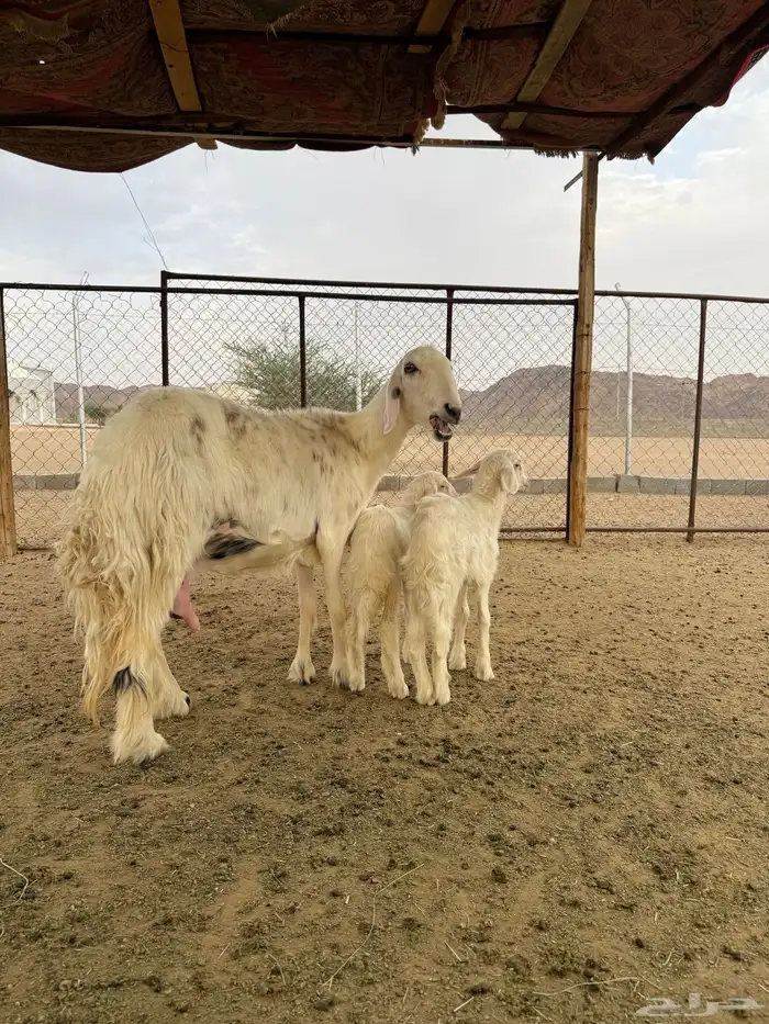 نعجه صفراء جبره 0