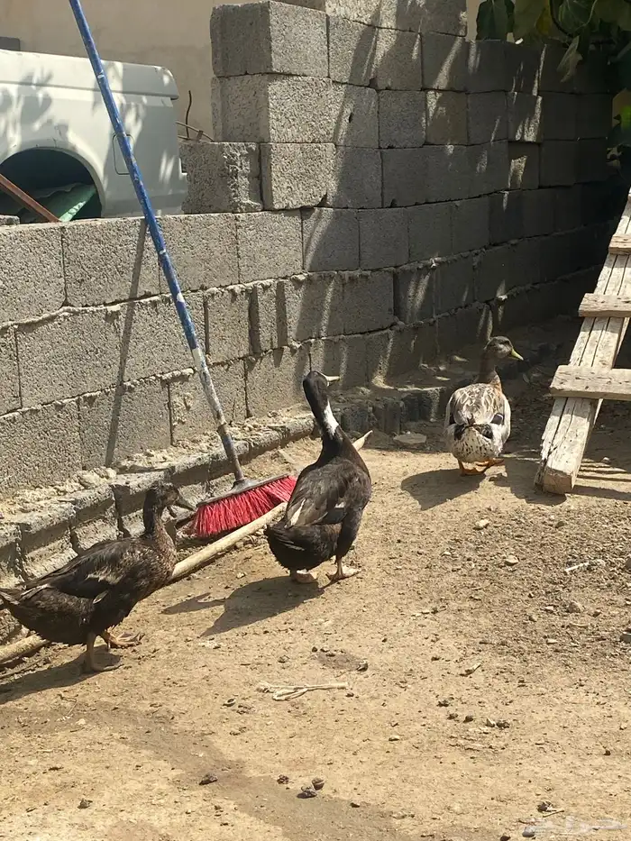 بط شرشبري 1