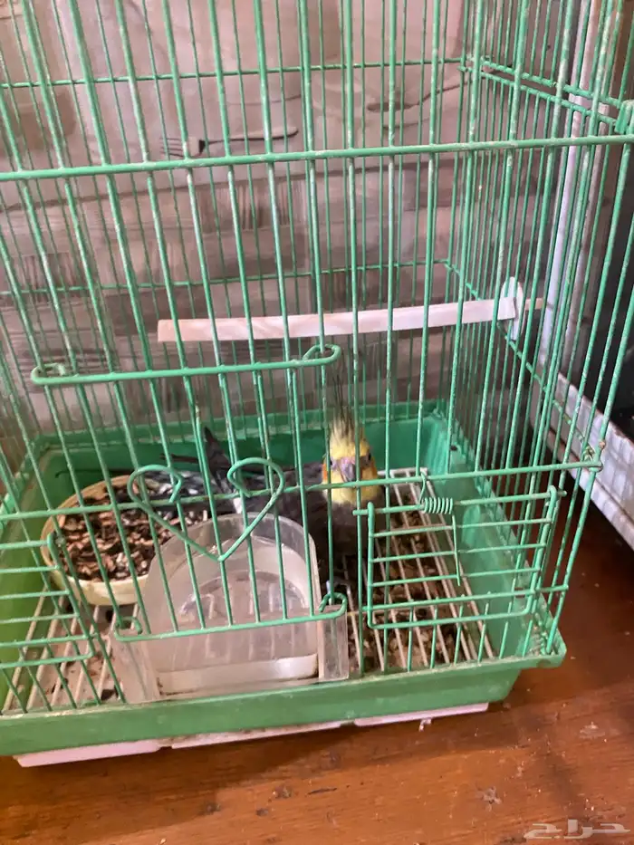 كروان كوكتيل مادري وش الي فيه نص اليف وحده من الاصبع مقطوعه 1