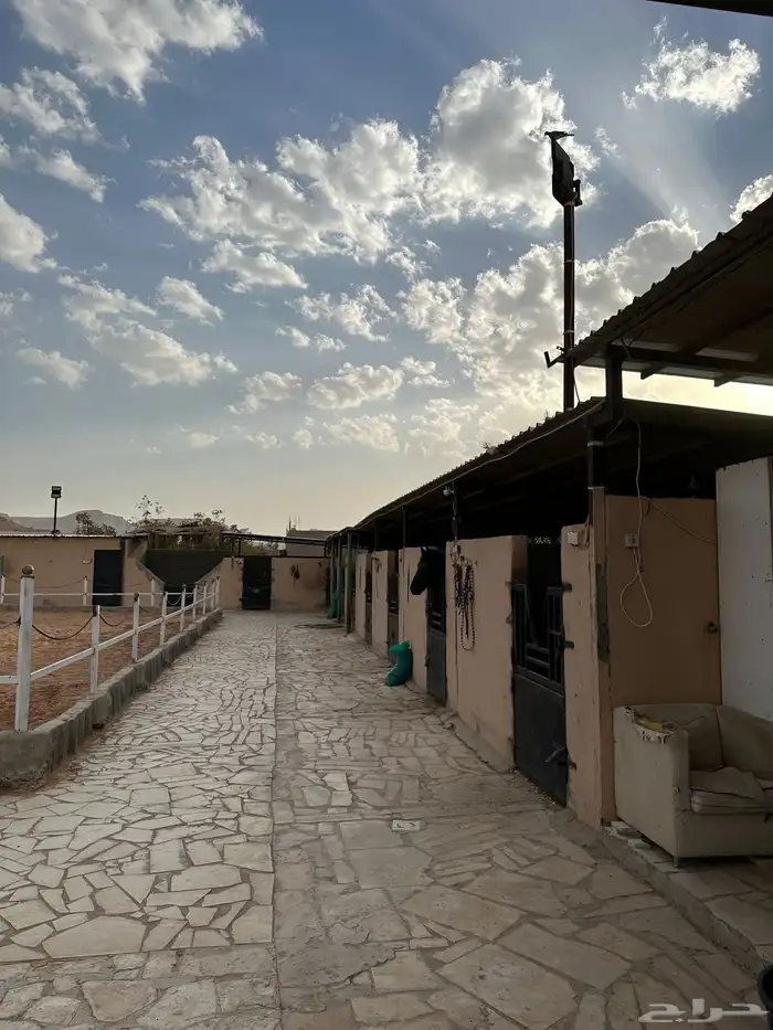 أيواء خيل مربط واسطبل د رة نساح للخيل العربيه 6