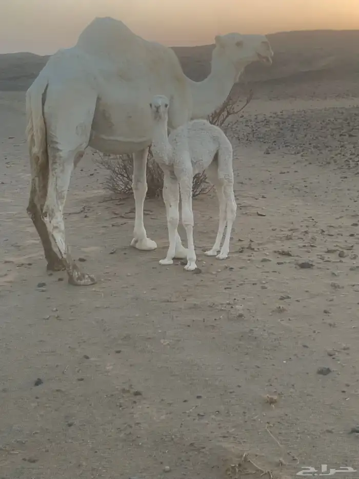 خلفه وضحا تحتها قعود على بعير منتج وهديه وشرط 3