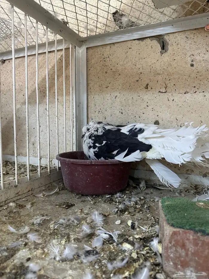 للبيع جوز منتج رقصي 7