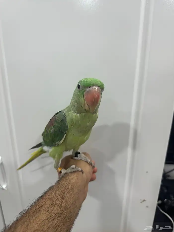 للبيع درة نيبالية 4