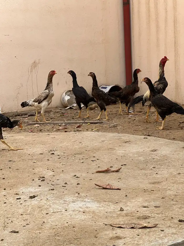 دجاج بكستاني 0