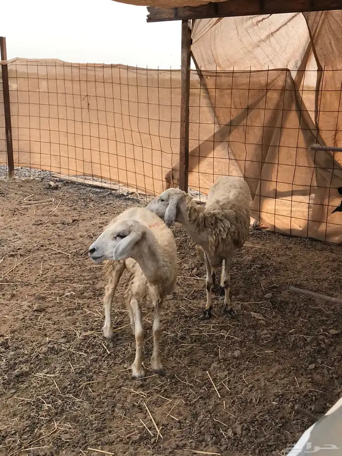 ضان ثنيه للبيع تم البيع 0