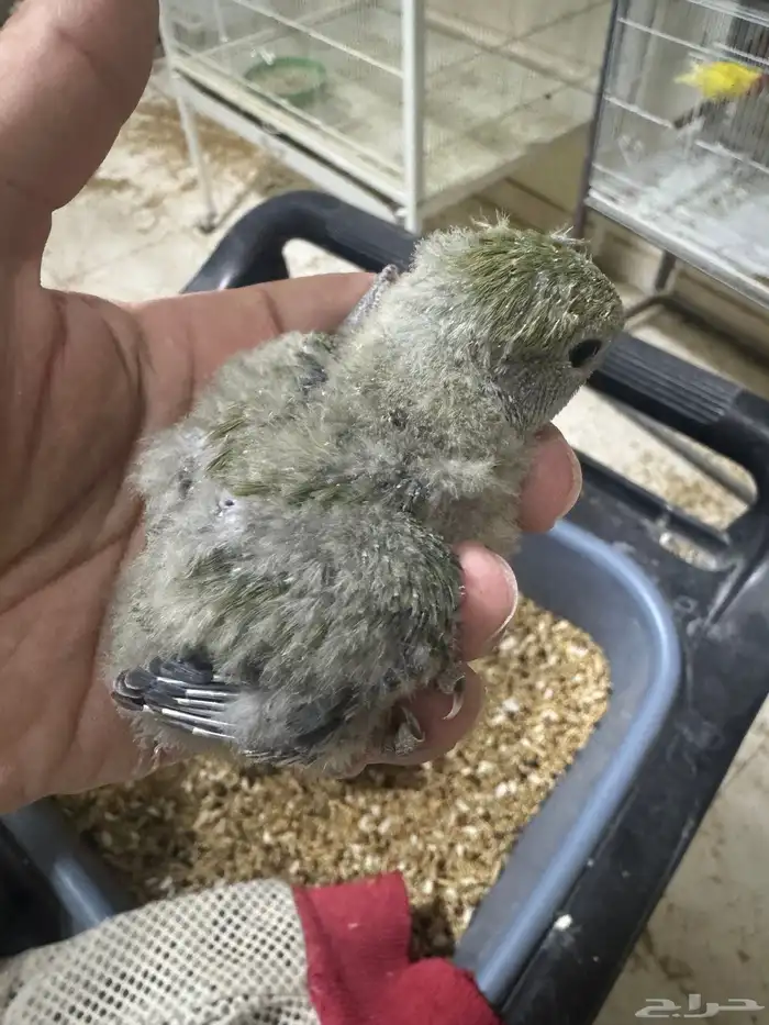 فرخ روز 1