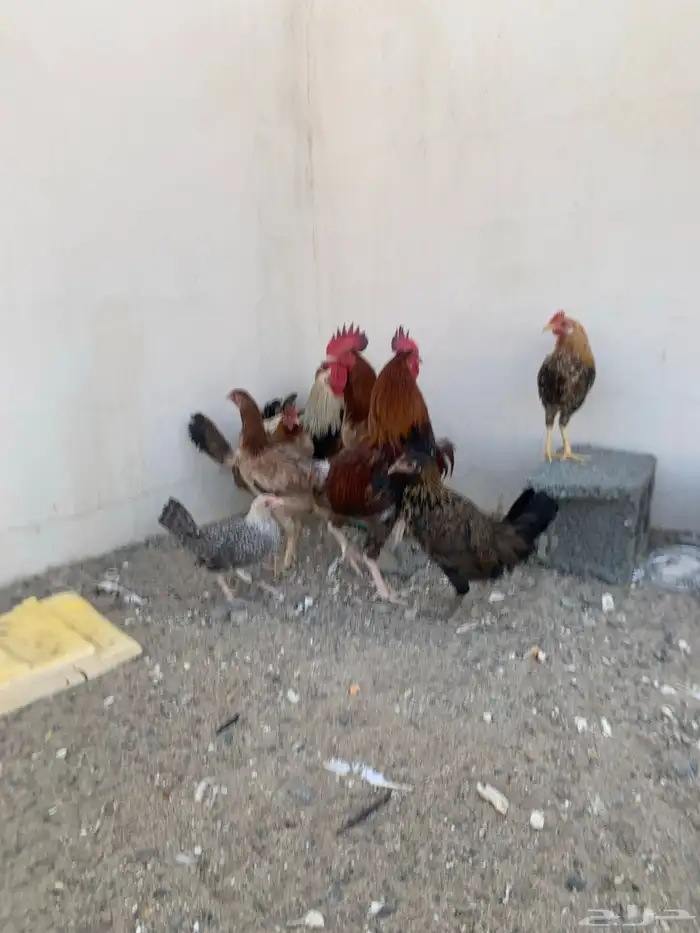 دجاج بلدي 0