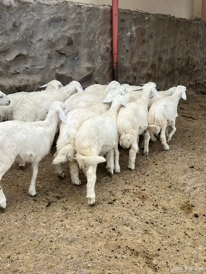 طليان 6