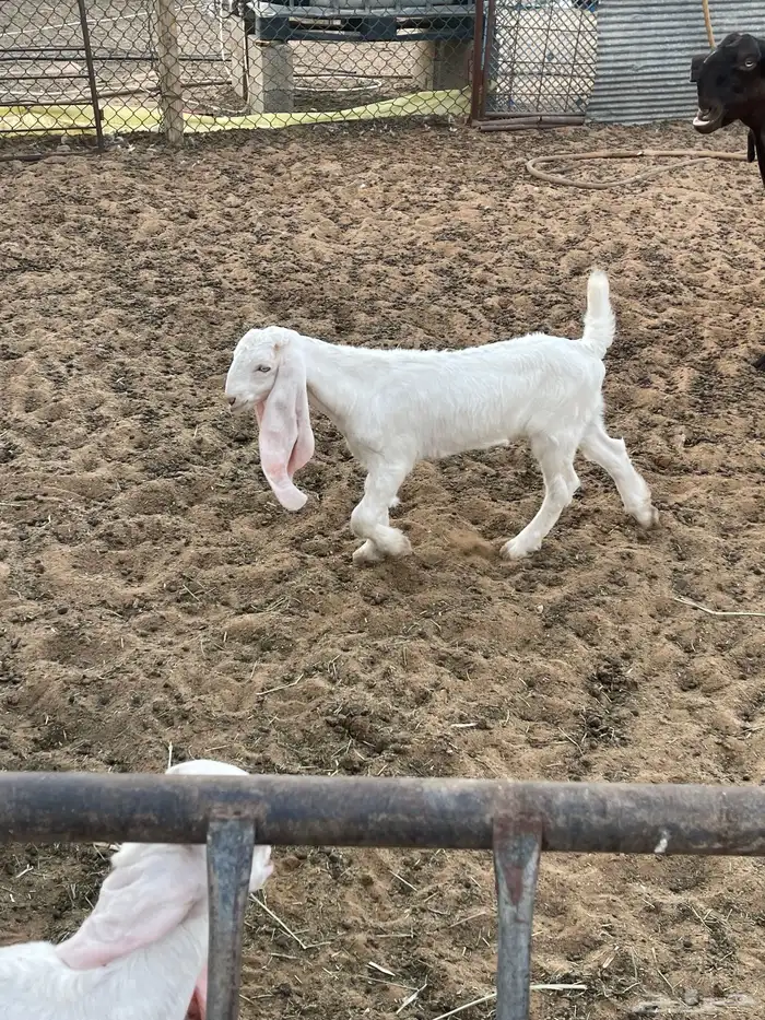 عنز مشروحه متبع تيس تم البيع 3