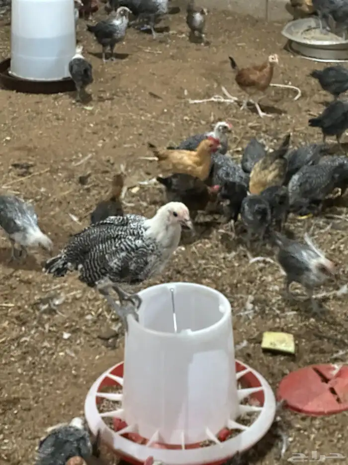 دجاج بلدي فيومي 4