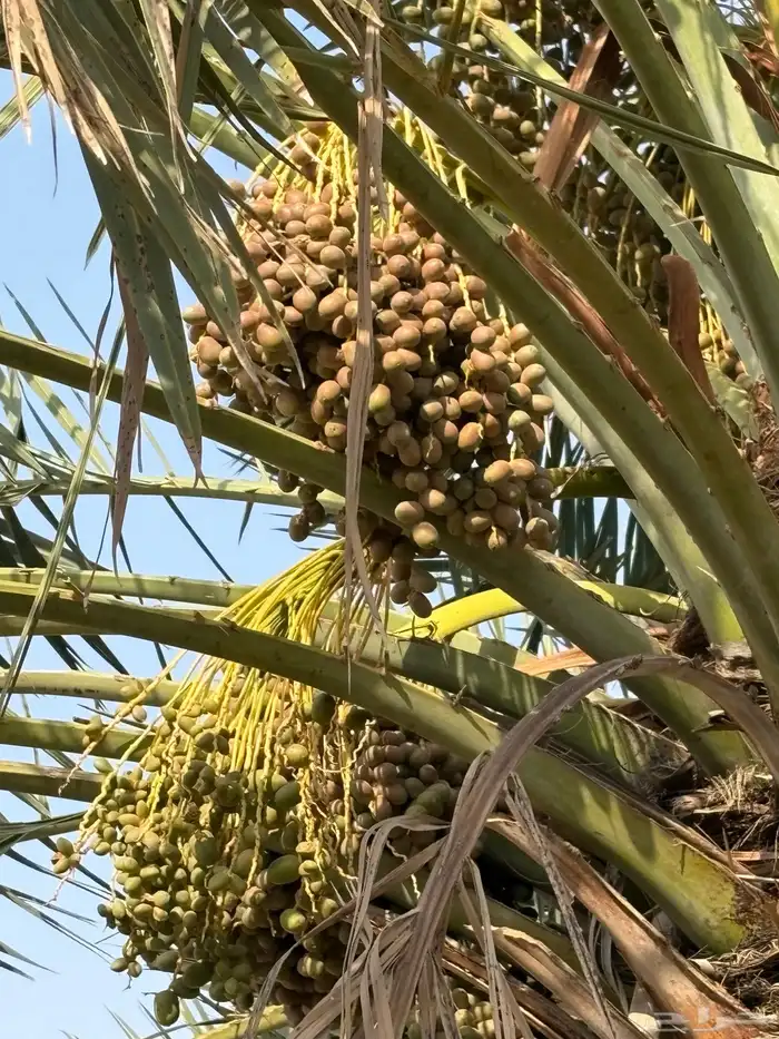 سعف جريد عسيب نخل يصلح للمظلات أو ديكور 1