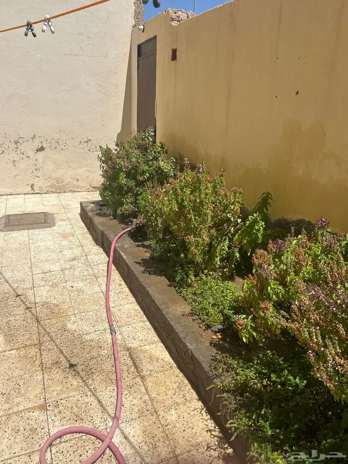 نعناع وحبق و ريحتن للبيع كل الي في الصوره 2