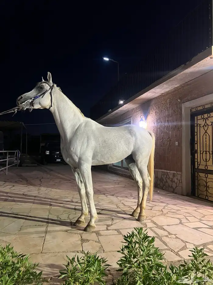 حصان فحل مصري واهو 4