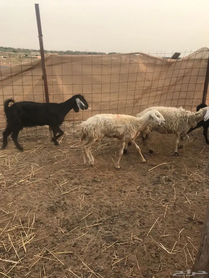 ضان ثنيه للبيع تم البيع 6