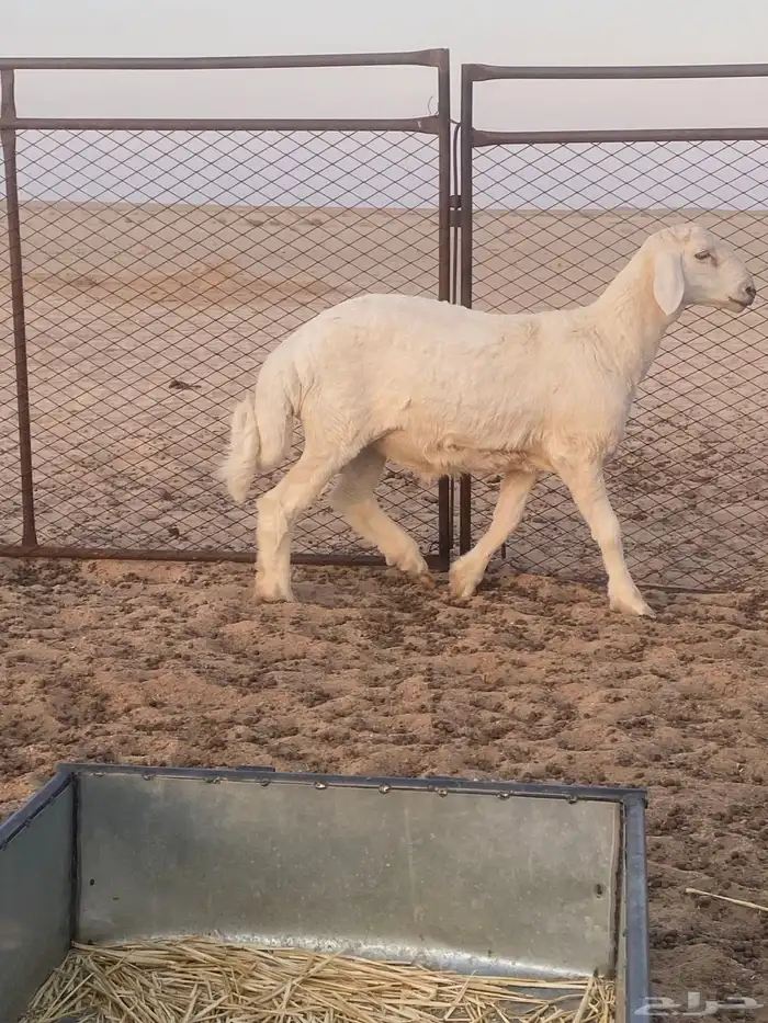 مشروع فحل حري صنف 2