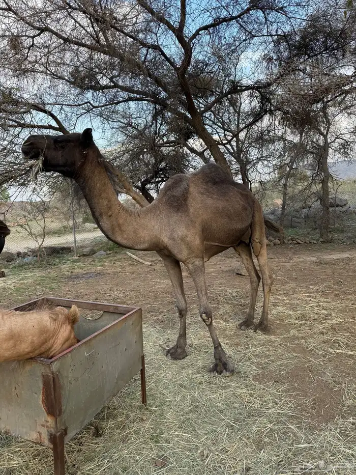 مجهم ضروبه مشروطه 3