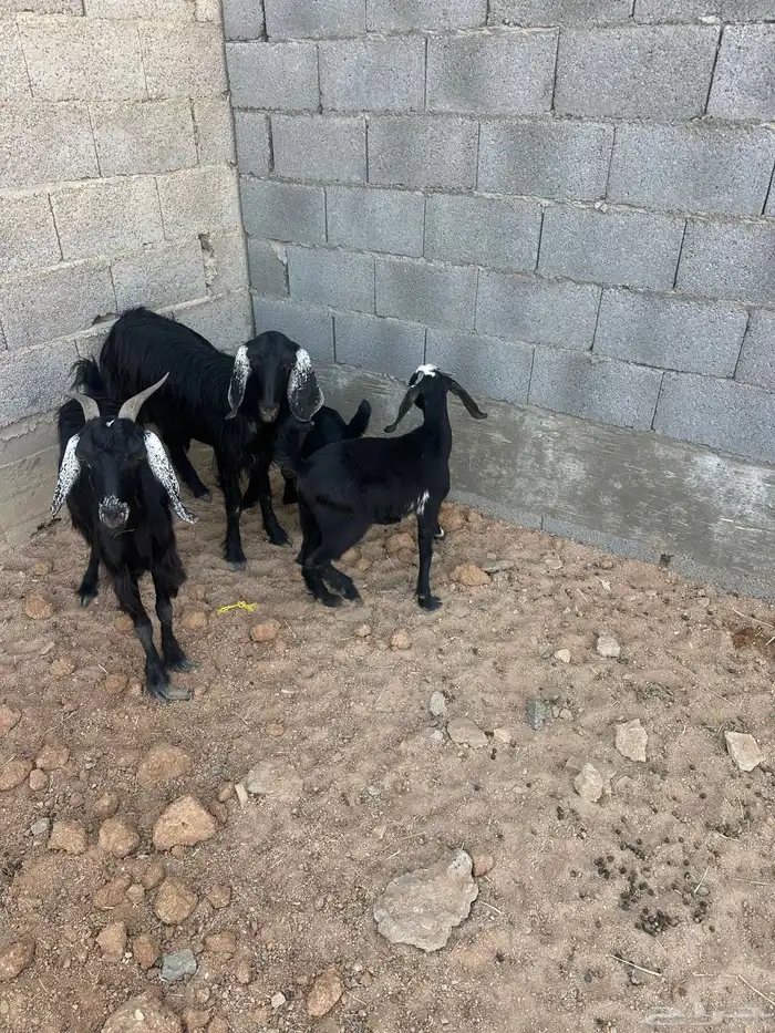 معزا متابيع 2