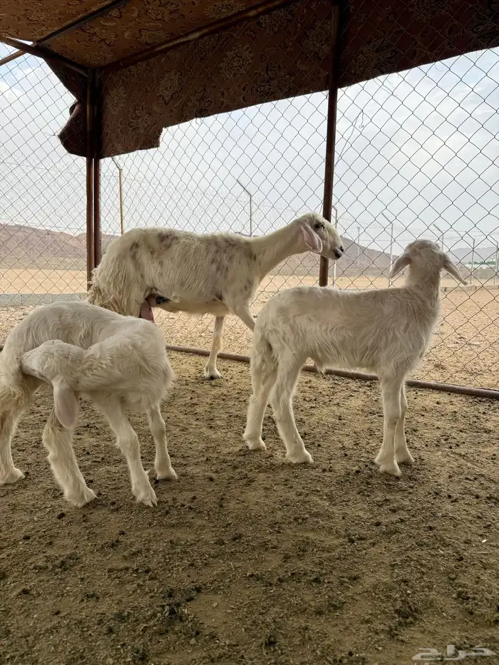 نعجه صفراء جبره 3