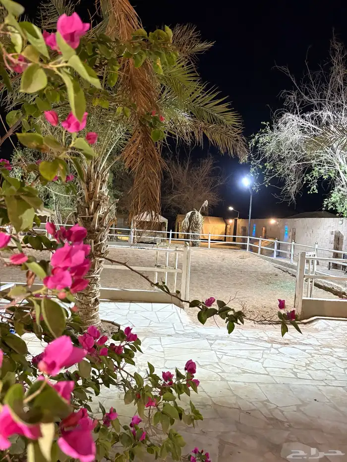 أيواء خيل مربط واسطبل د رة نساح للخيل العربيه 1