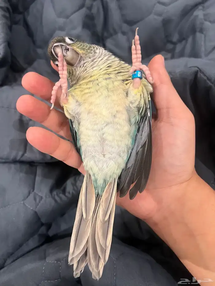 تركواز يلو سايد كنيور (انثى) 2