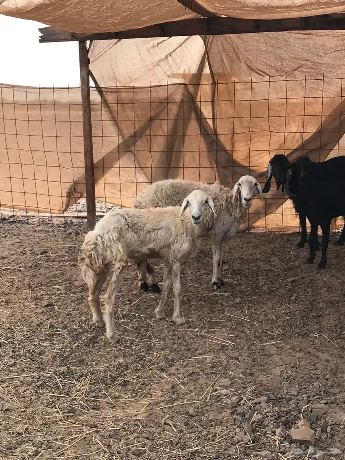 ضان ثنيه للبيع تم البيع 1