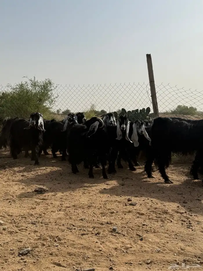 معزاء عوارض 1