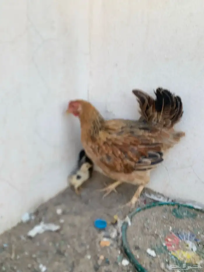 دجاج بلدي 2
