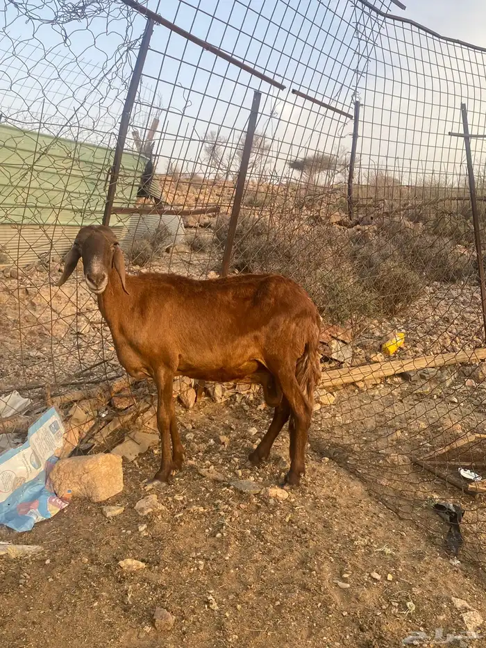 تم البيع الله يبارك لرعيها 0