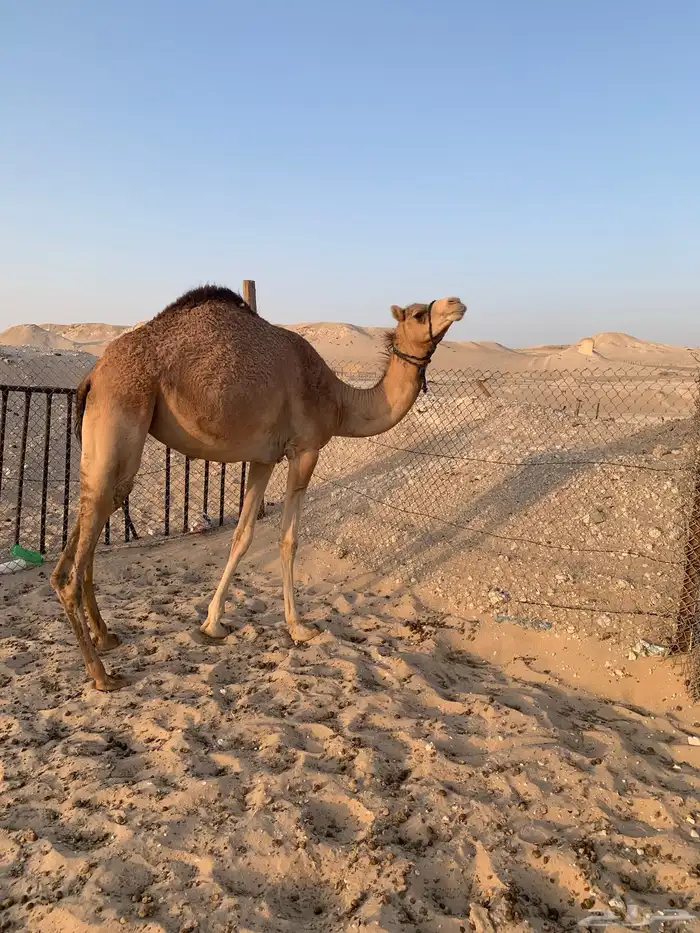 بكره عمانيه مقنوي 1